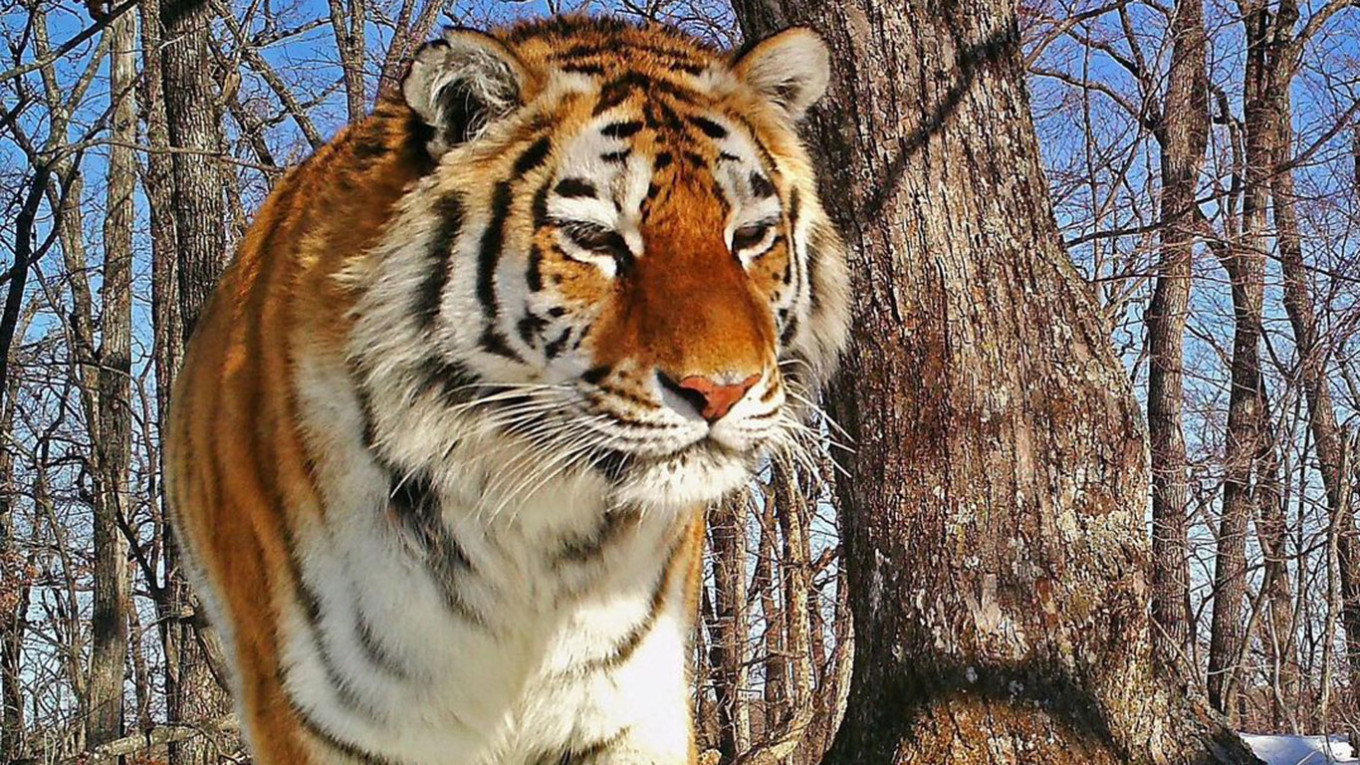 First Endangered Tiger Footprints in 50 Years Found in Northeast Siberia -  The Moscow Times